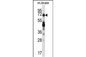 Western blot analysis in mouse brain tissue lysates (35ug/lane). (REPS2 antibody  (N-Term))