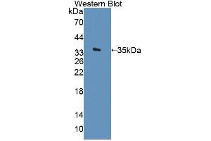 Figure. (ARSF antibody  (AA 23-300))