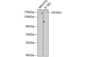 Western blot analysis of extracts of various cell lines, using NCO antibody (128) at 1:500 dilution. (NCOA1 antibody  (AA 1222-1441))