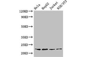 Western Blot Positive WB detected in: Hela whole cell lysate, HepG2 whole cell lysate, Jurkat whole cell lysate, NIH/3T3 whole cell lysate All lanes: RPS5 antibody at 3. (RPS5 antibody  (AA 1-204))