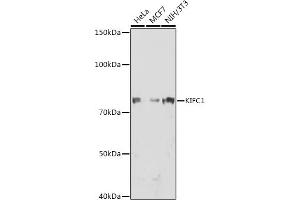 Western blot analysis of extracts of various cell lines, using KIFC1 antibody (ABIN1680485, ABIN3015039, ABIN3015040 and ABIN7101305) at 1:1000 dilution. (KIFC1 antibody)