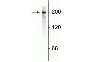 Western blot of rat cortical lysate showing specific immunolabeling of the ~200 kDa NF-H protein. (NEFH antibody)