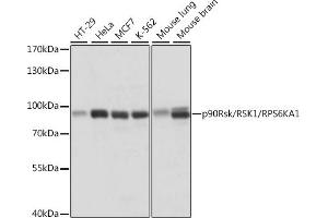 Western blot analysis of extracts of various cell lines, using p90Rsk/RSK1/RPS6K antibody (5718) at 1:1000 dilution. (RPS6KA1 antibody  (C-Term))
