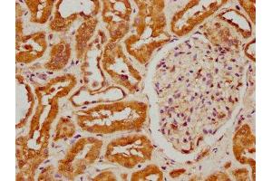 IHC image of ABIN7152970 diluted at 1:300 and staining in paraffin-embedded human kidney tissue performed on a Leica BondTM system. (FIZ1 antibody  (AA 252-410))