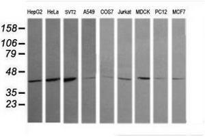 Image no. 3 for anti-Mitogen-Activated Protein Kinase 13 (MAPK13) antibody (ABIN1499956) (MAPK13 antibody)