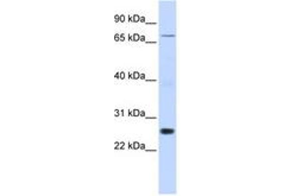ZNF267 antibody  (AA 288-337)