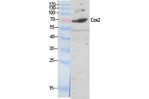 Western Blot (WB) analysis of specific cells using Cox-2 Polyclonal Antibody. (PTGS2 antibody  (C-Term))