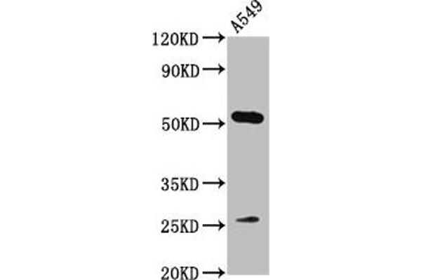 MICU1 antibody  (AA 55-191)