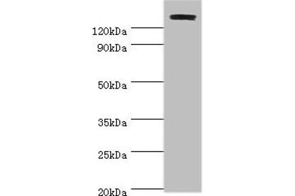 TP53BP2 antibody  (AA 360-600)