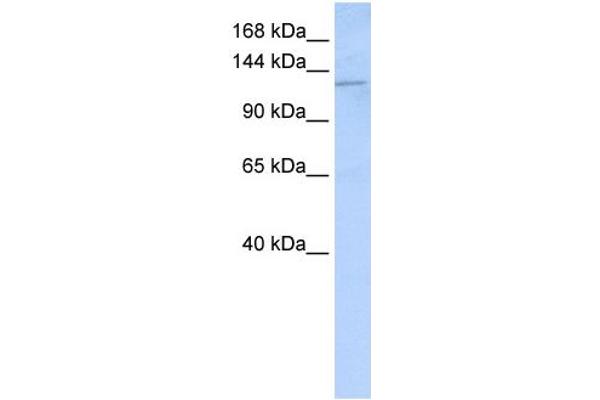 Desmoglein 2 antibody  (N-Term)