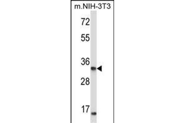 XPA antibody  (C-Term)