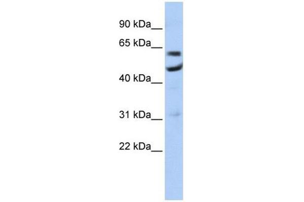 CNOT6 antibody  (N-Term)