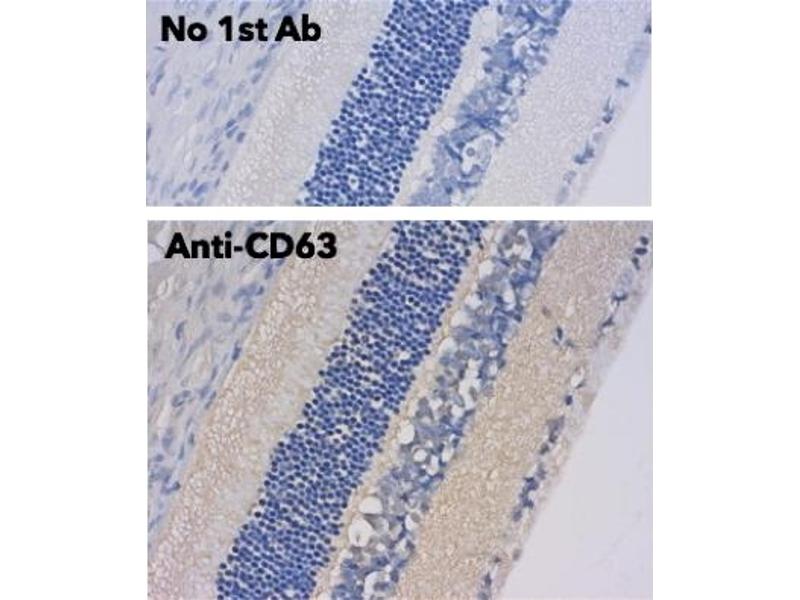 CD63 Antibody ABIN1440014