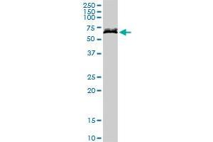 DPYSL5 MaxPab rabbit polyclonal antibody. (DPYSL5 antibody  (AA 1-564))