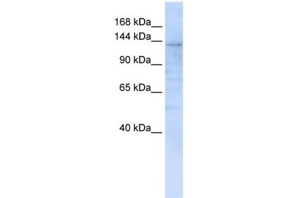 IMPG2 antibody  (C-Term)