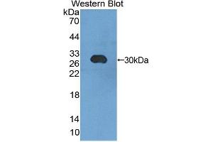 Figure. (CHGB antibody  (AA 448-664))