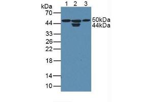 Western blot analysis of (1) Human HepG2 Cells, (2) Human MCF7 Cells and (3) Human HeLa cells. (CDK18 antibody  (AA 144-425))