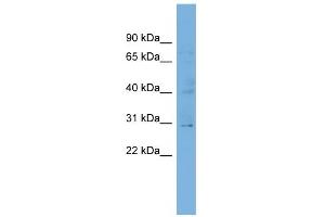 WB Suggested Anti-C1orf111 Antibody Titration:  0. (C1ORF111 antibody  (N-Term))