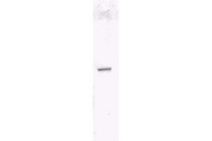 Image no. 1 for anti-HA-Tag antibody (Biotin) (ABIN401230) (HA-Tag antibody  (Biotin))