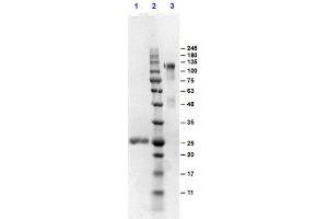 SDS-PAGE results of Goat F(ab')2 Anti-MOUSE IgG Antibody Min X human serum proteins. (Goat anti-Mouse IgG (Heavy & Light Chain) Antibody - Preadsorbed)