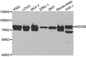 Western Blotting (WB) image for anti-NDC80 Kinetochore Complex Component Homolog (NDC80) antibody (ABIN1876599) (NDC80 antibody)