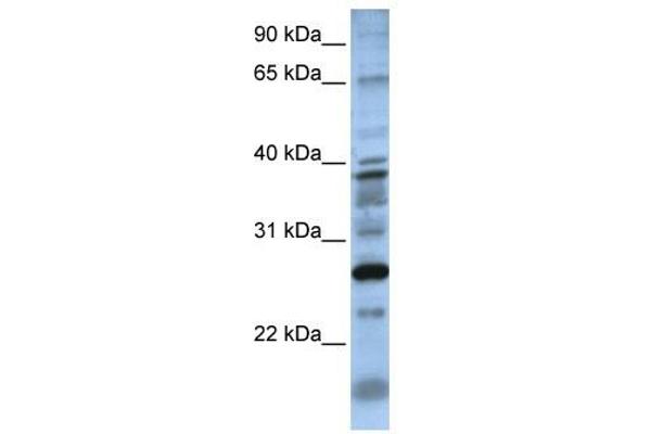 DOLPP1 antibody  (N-Term)