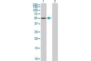 Western Blot analysis of DDC expression in transfected 293T cell line by DDC MaxPab polyclonal antibody. (DDC antibody  (AA 1-480))