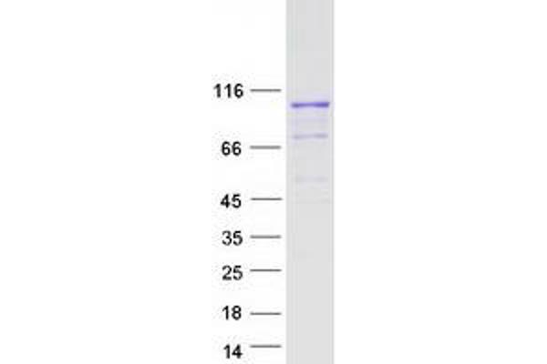 PCDHGB2 Protein (Transcript Variant 2) (Myc-DYKDDDDK Tag)