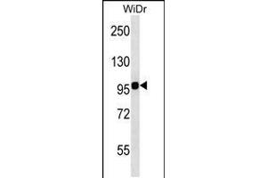 Western blot analysis in WiDr cell line lysates (35ug/lane). (Integrin beta 7 antibody  (C-Term))