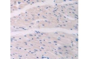 IHC-P analysis of Mouse Tissue, with DAB staining. (COL6A1 antibody  (AA 624-800))