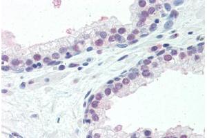 Anti-ISG15 antibody IHC of human prostate. (ISG15 antibody  (AA 31-61))