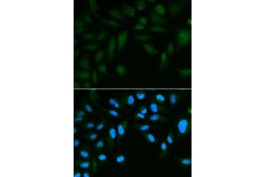 Immunofluorescence analysis of HepG2 cell using EPPIN antibody. (Eppin antibody)