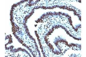 Immunohistochemistry (Formalin-fixed Paraffin-embedded Sections) (IHC (fp)) image for anti-Histone antibody (ABIN3024807)