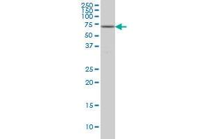 Western Blotting (WB) image for anti-Gardner-Rasheed Feline Sarcoma Viral (V-Fgr) Oncogene Homolog (FGR) (AA 1-90) antibody (ABIN598685) (Fgr antibody  (AA 1-90))