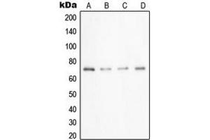 Western blot analysis of UBA2 expression in A549 (A), Caco2 (B), HeLa (C), HepG2 (D) whole cell lysates. (UBA2 antibody  (C-Term))