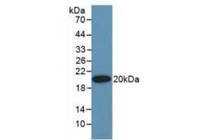 Western Blot; Sample: Recombinant EPO, Human. (EPO antibody  (AA 28-193))