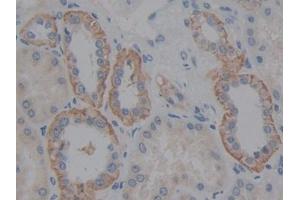 IHC-P analysis of Human Kidney Tissue, with DAB staining. (Fibulin 5 antibody  (AA 99-205))