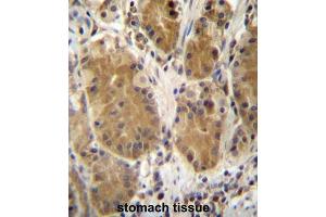 Immunohistochemistry (IHC) image for anti-Protocadherin beta 5 (PCDHb5) antibody (ABIN2997224) (PCDHb5 antibody)