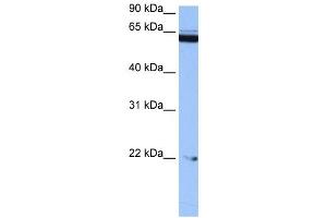 C14ORF174 antibody used at 0. (C14orf174 antibody  (N-Term))