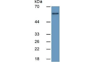 Western Blotting (WB) image for Early Growth Response 1 (EGR1) ELISA Kit (ABIN6730895)