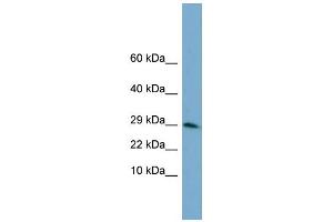 WB Suggested Anti-HIST3H3 Antibody Titration:  0. (Histone 3 antibody  (N-Term))