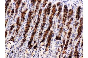 IHC testing of FFPE rat stomach with Nucb2 antibody. (NUCB2 antibody  (AA 25-106))