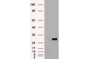 Image no. 3 for anti-Apolipoprotein M (APOM) (AA 23-188) antibody (ABIN1491233) (Apolipoprotein M antibody  (AA 23-188))