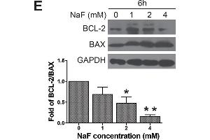 Western Blotting (WB) image for anti-B-Cell CLL/lymphoma 2 (BCL2) (N-Term) antibody (ABIN2857047)