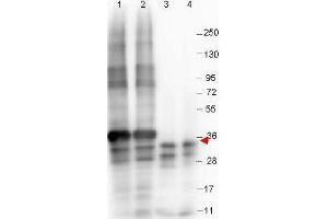 Western blot shows detection of recombinant NAG-1 protein (arrow) present in Pichia pastoris whole cell lysates: lane 1 - yeast cell lysate expressing NAG-1 H variant with SUMO expression tag at 36 kDa; lane 2 - yeast cell lysate expressing NAG-1 D variant with SUMO expression tag at 36 kDa; lane 3 - yeast cell lysate expressing NAG-1 H variant; and lane 4 - yeast cell lysate expressing NAG-1 D variant. (GDF15 antibody  (N-Term))