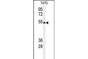 Western blot analysis of KTEL1 Antibody (C-term) (ABIN653630 and ABIN2842982) in T47D cell line lysates (35 μg/lane). (POGLUT1 antibody  (C-Term))