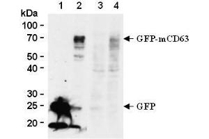 Western blot analysis of mouse CD63 expression in GFP-tagged mouse CD63 transfected 293T (2, 4) and GFP transfected 293T (1, 3) using anti-GFP antibody (clone 1E4, lane 1 and 2) or anti-mouse CD63 (clone R5G2, lane 3 and 4, AM26556AF-N). (CD63 antibody)