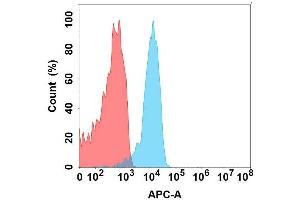 Flow cytometry analysis with Anti-LG on Expi293 cells transfected with human LG (Blue histogram) or Expi293 transfected with irrelevant protein (Red histogram). (FLT3LG antibody)