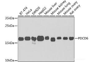 Western blot analysis of extracts of various cell lines using PDCD6 Polyclonal Antibody at dilution of 1:1000. (PDCD6 antibody)
