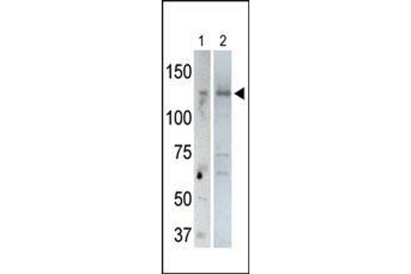 USP25 antibody  (C-Term)